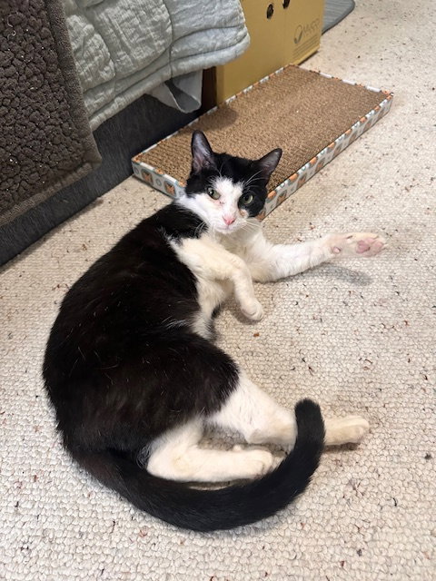 Keebler (Kiki), photo 9