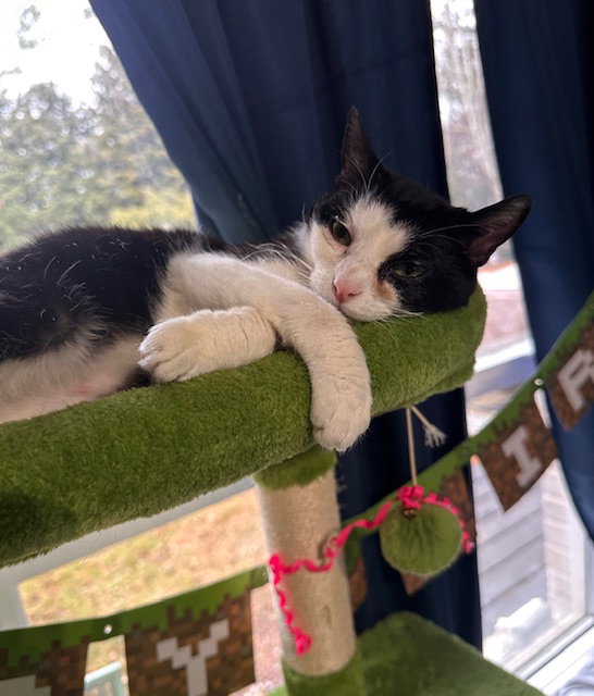 Keebler (Kiki), photo 10