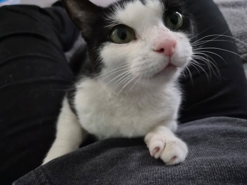 Kiki, an adoptable Domestic Short Hair in Rockville, MD