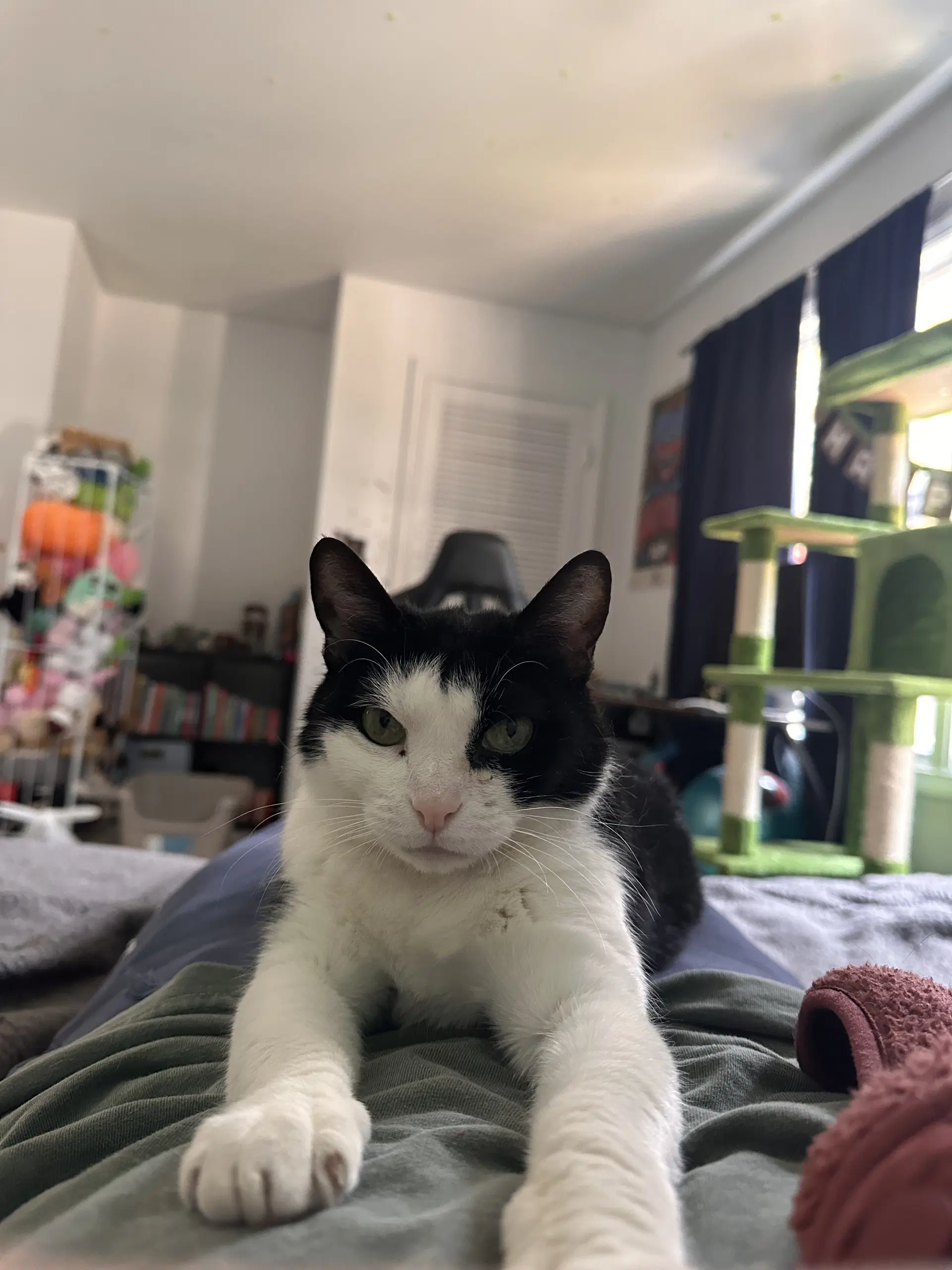 Keebler Kiki image 4
