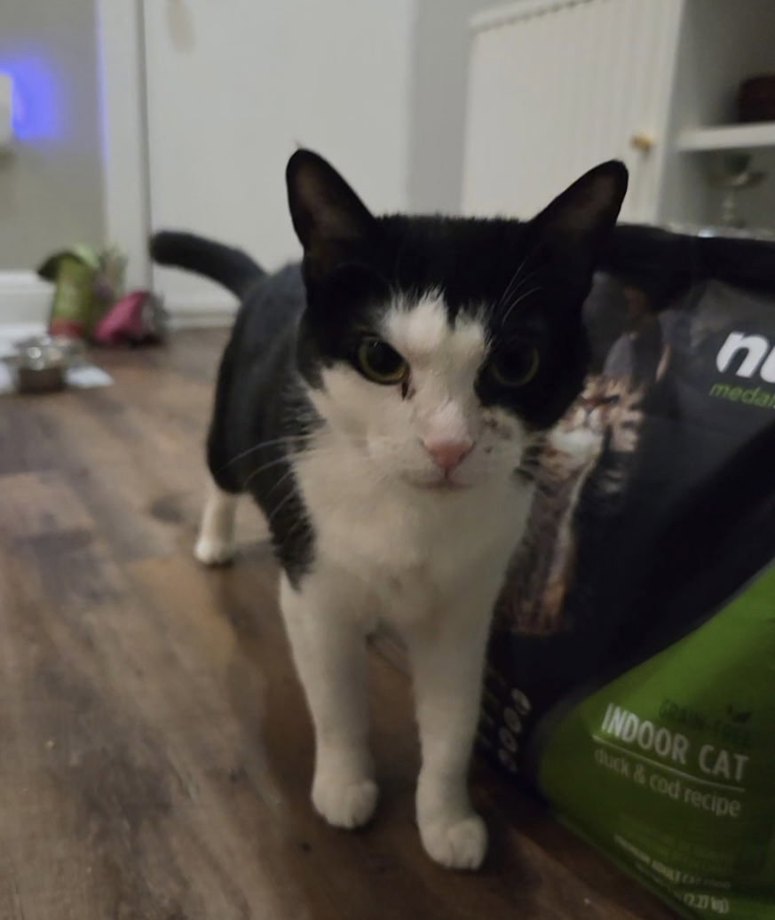 Keebler (Kiki), photo 7