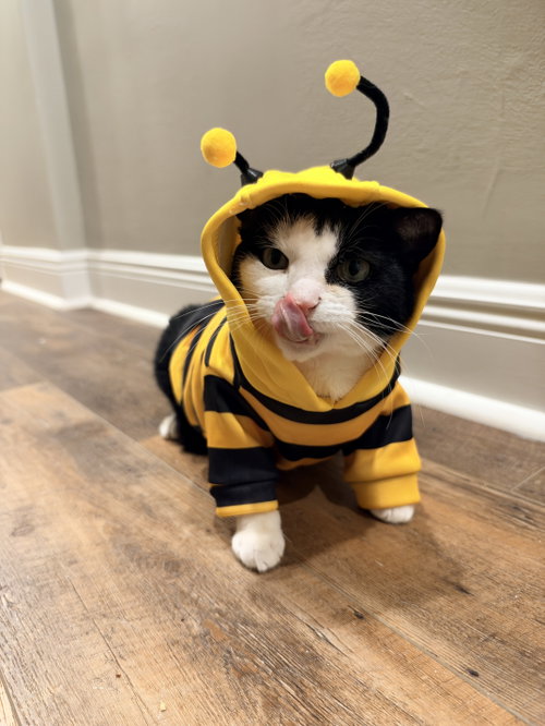 Keebler (Kiki), a Domestic Short Hair / Tuxedo (short coat) cat for adoption in Rockville, MD, photo 1 of 5