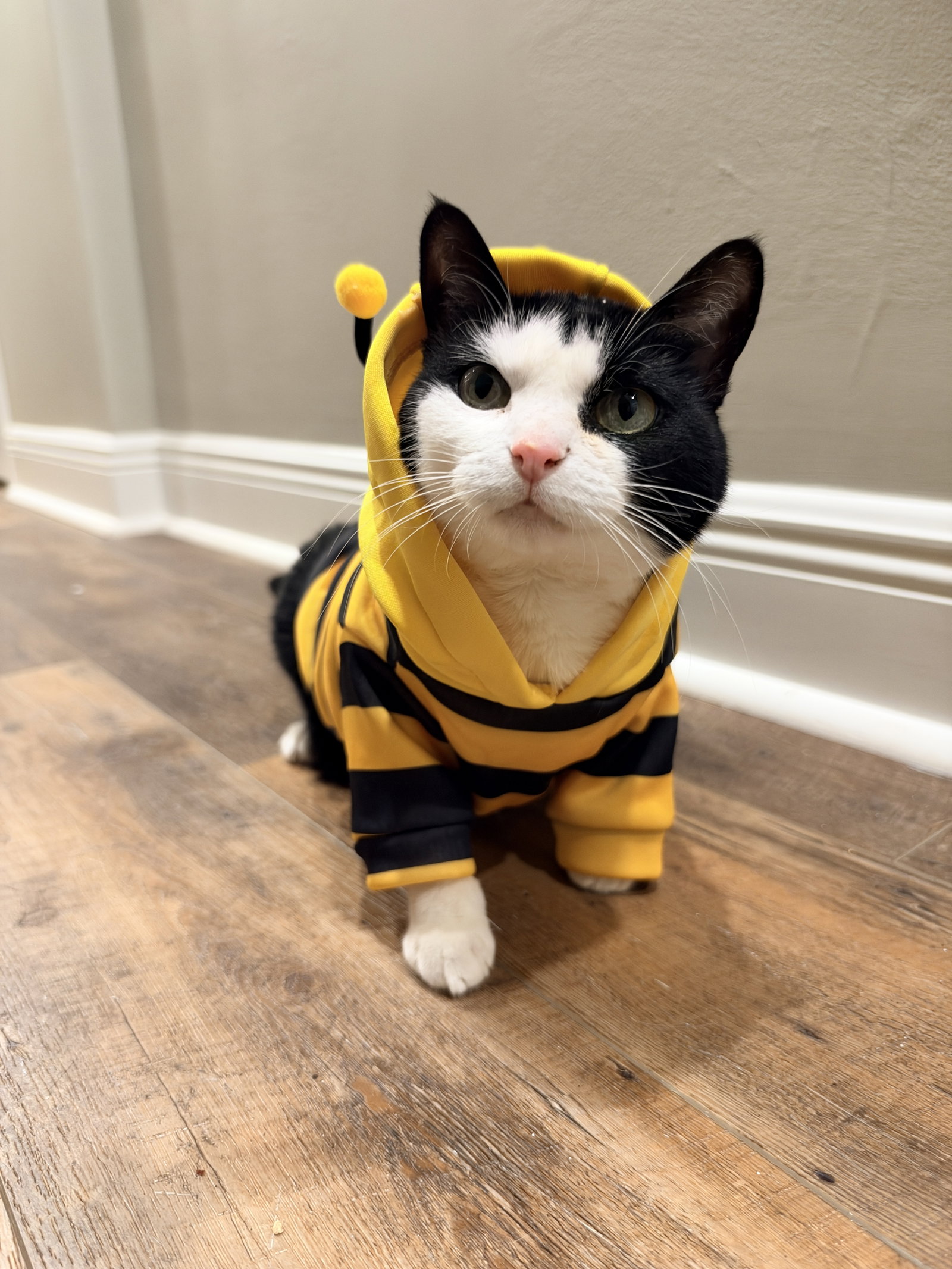 Keebler (Kiki), photo 2
