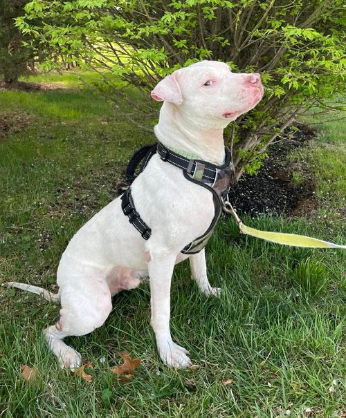 Ghost, an adoptable Pit Bull Terrier in Rockville, MD