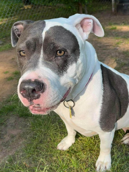 Diamond, an adoptable Pit Bull Terrier in Rockville, MD