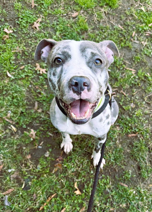 Ava, an adoptable Pit Bull Terrier in Rockville, MD