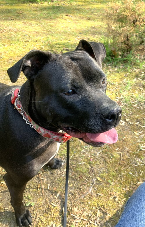 Spooky, an adoptable Pit Bull Terrier in Rockville, MD