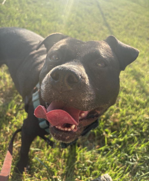 Spooky, an adoptable Pit Bull Terrier in Rockville, MD