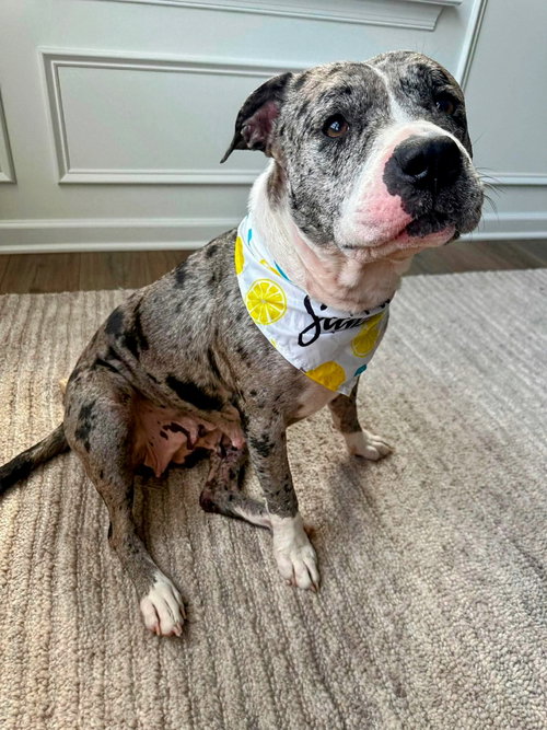 Cherry, an adoptable Pit Bull Terrier in Rockville, MD