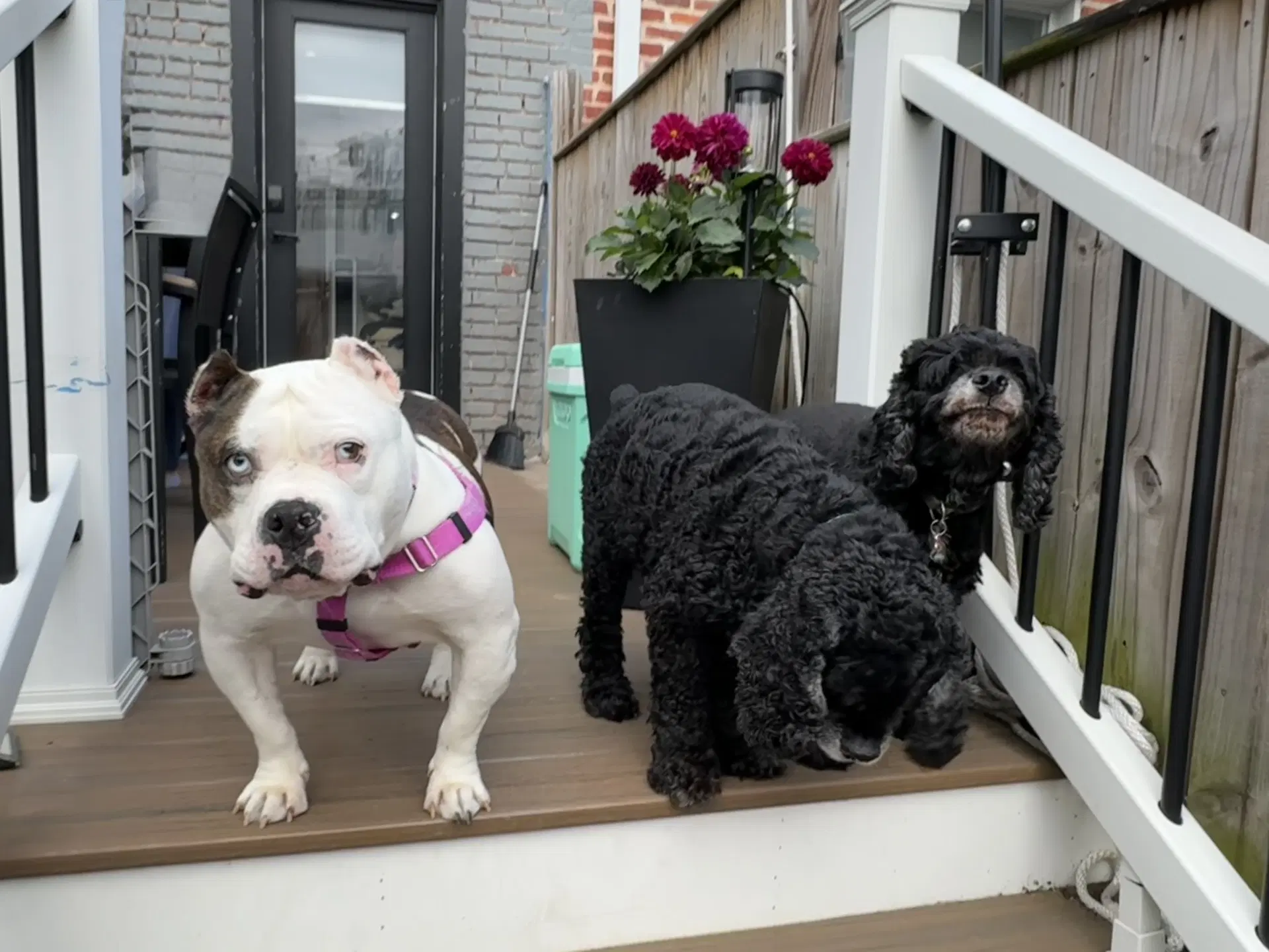 Tilly image 2