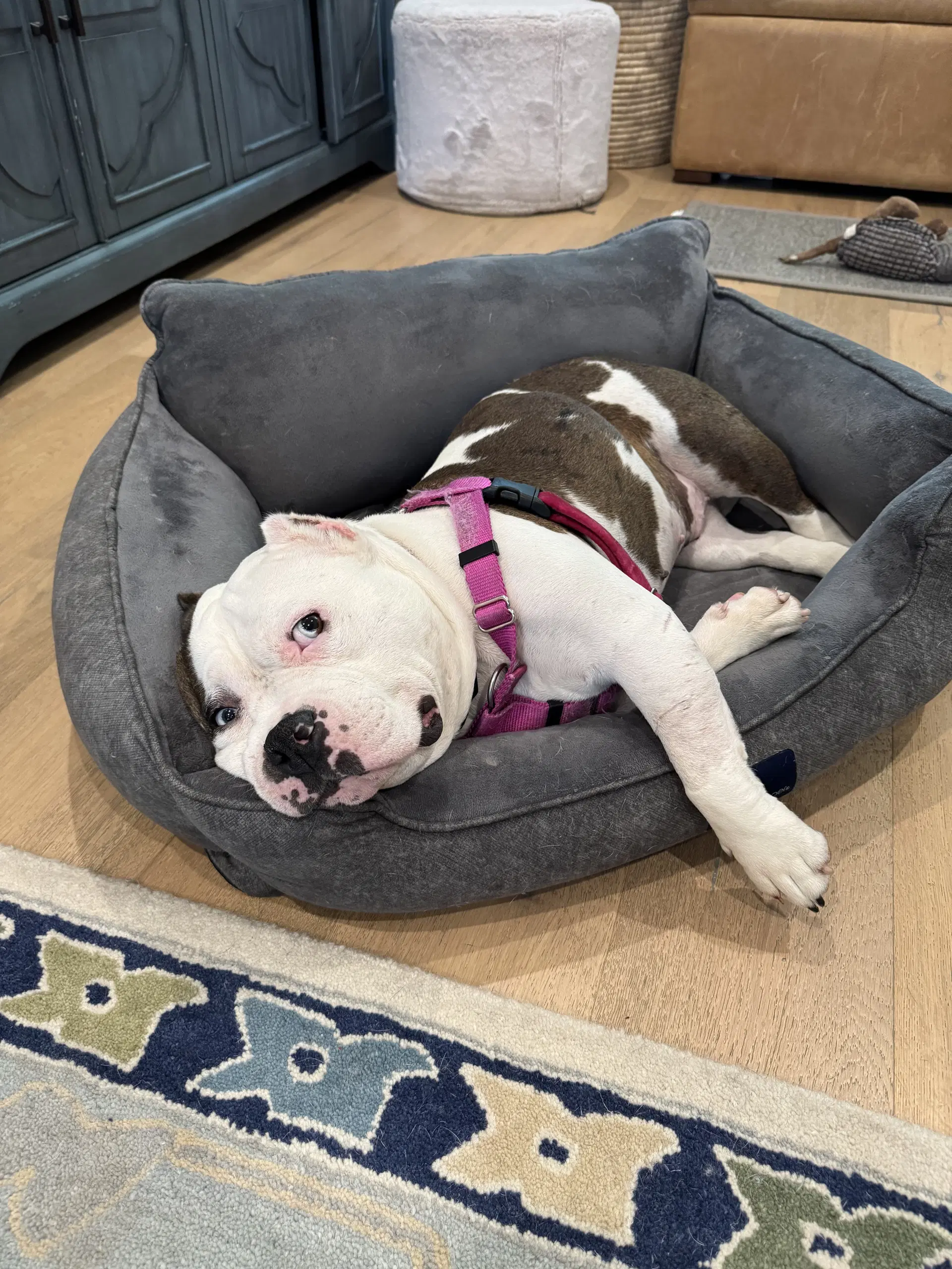 Tilly image 3