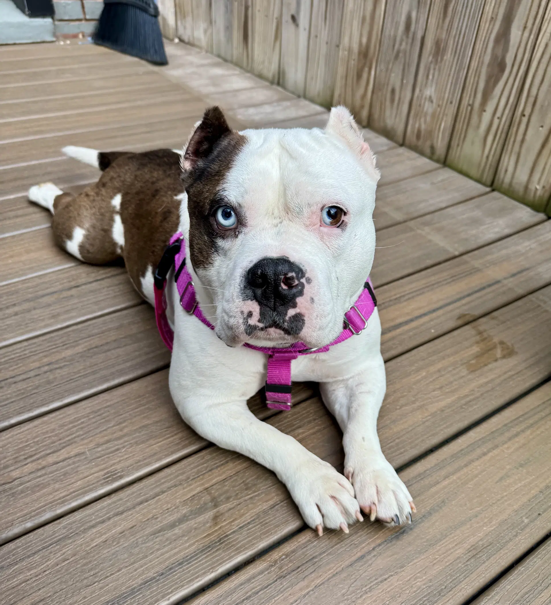 Tilly image 1