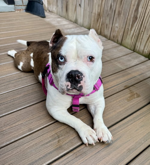 Tilly, an adoptable American Bulldog in Rockville, MD