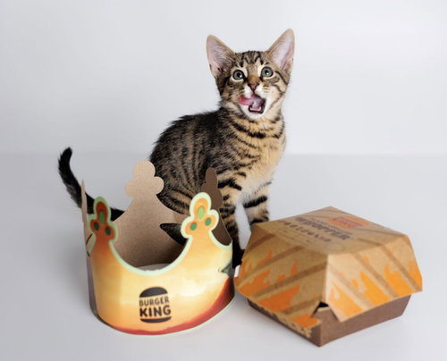 Whopper, Domestic Short Hair (short coat), cat for adoption in Annapolis, Maryland