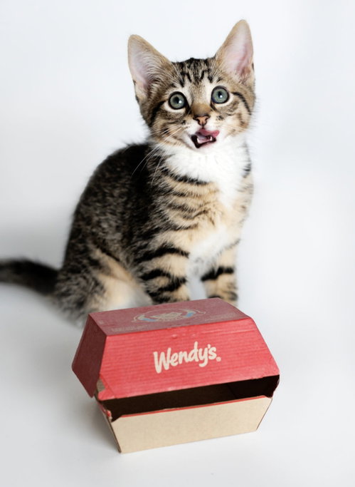 Baconator, Domestic Short Hair (short coat), cat for adoption in Annapolis, Maryland