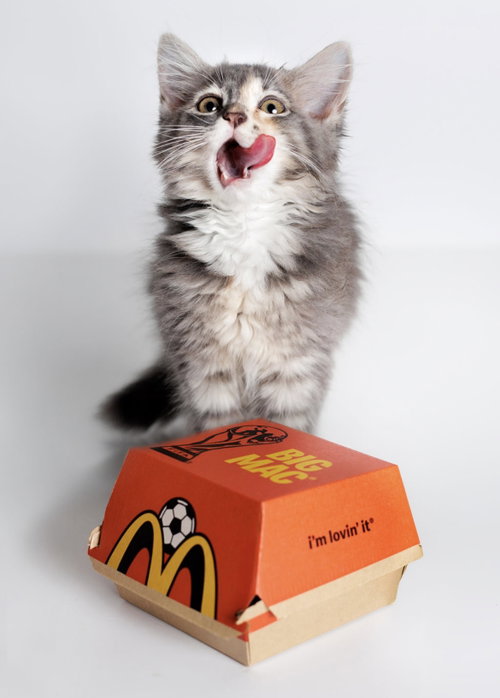 Big Mac, Domestic Short Hair (long coat), cat for adoption in Annapolis, Maryland