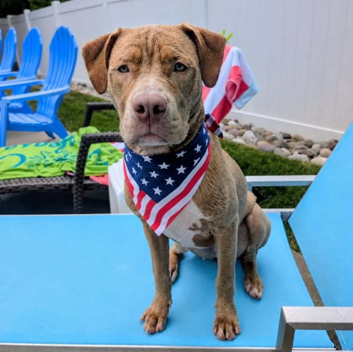 Theo, an adoptable Pit Bull Terrier in Rockville, MD