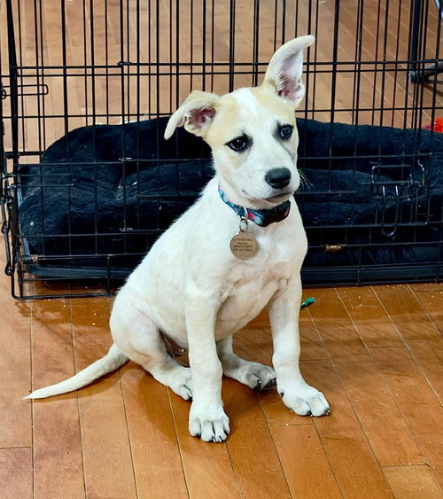 Harper (puppy), an adoptable Cattle Dog in Rockville, MD