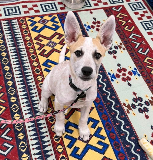 Harper (puppy), an adoptable Cattle Dog in Rockville, MD