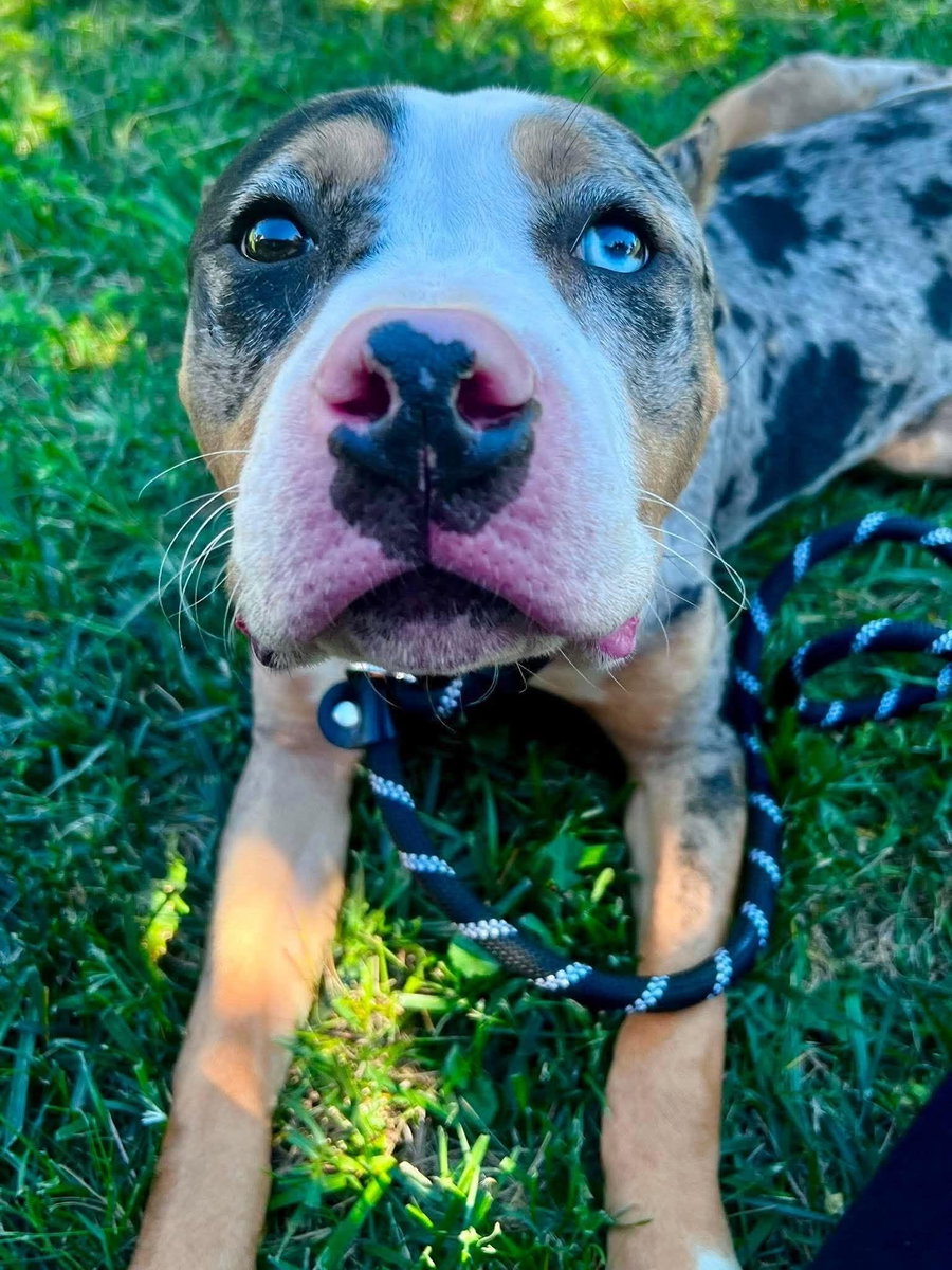 Bodhi