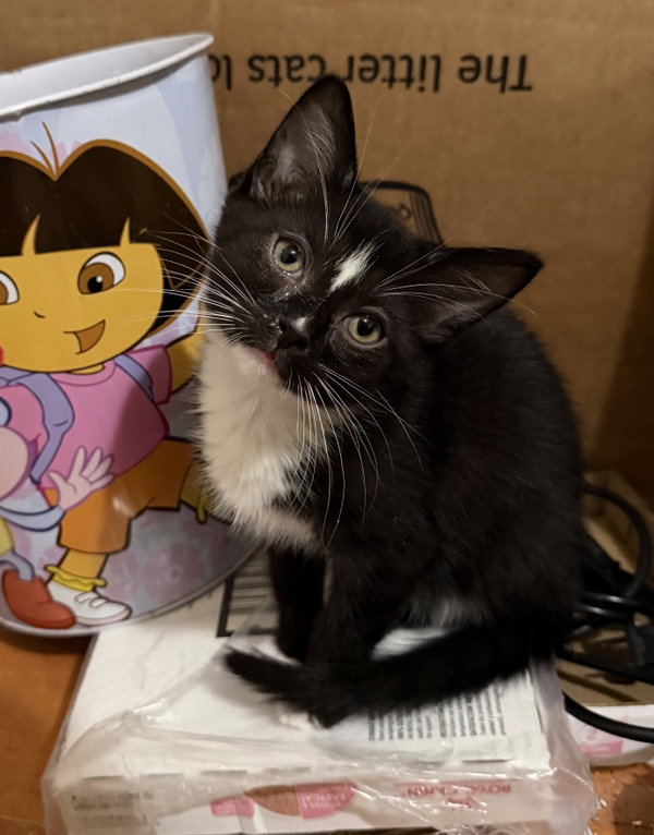 Umbreon