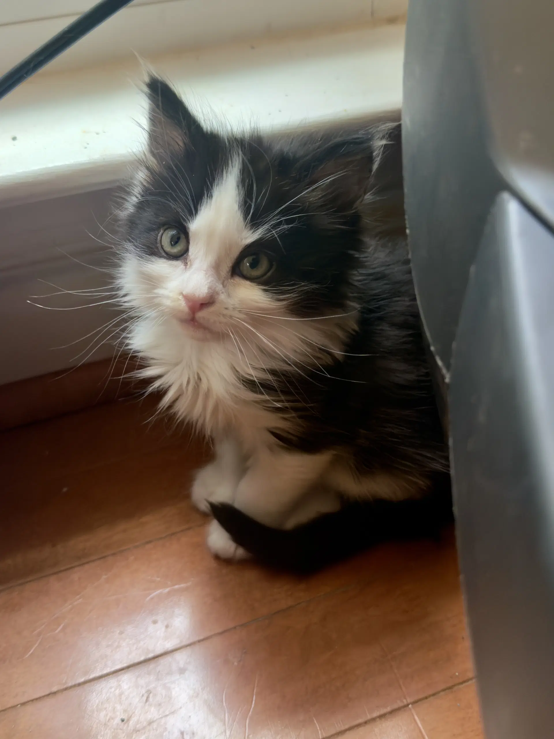 Esperon - Domestic Medium Hair