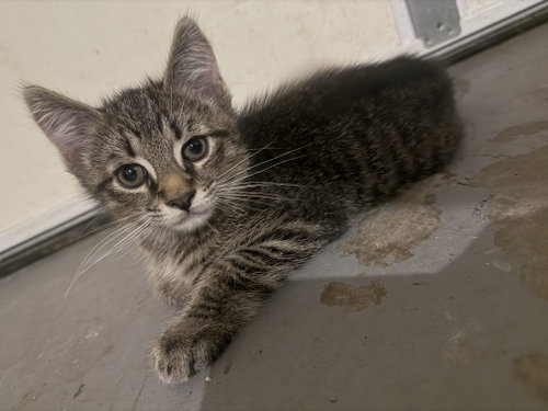 Nas, an adoptable Domestic Short Hair in Rockville, MD