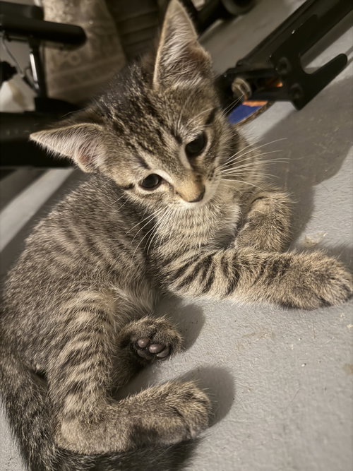 Post Malone, an adoptable Domestic Short Hair in Rockville, MD