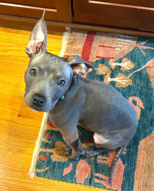 Little Brother (puppy), an adoptable Boxer in Rockville, MD