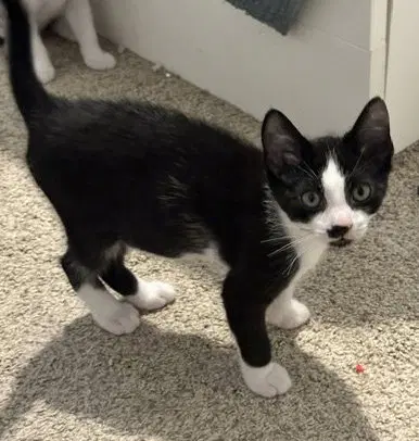 Pierre - American Shorthair