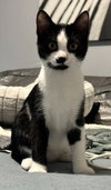 Pierre — Rockville, MD Adoption