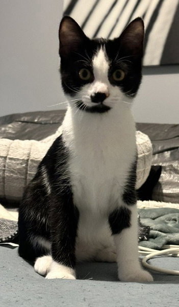 Pierre, a cat for adoption from LOVEPAWS