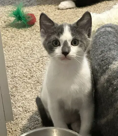 Monty - American Shorthair