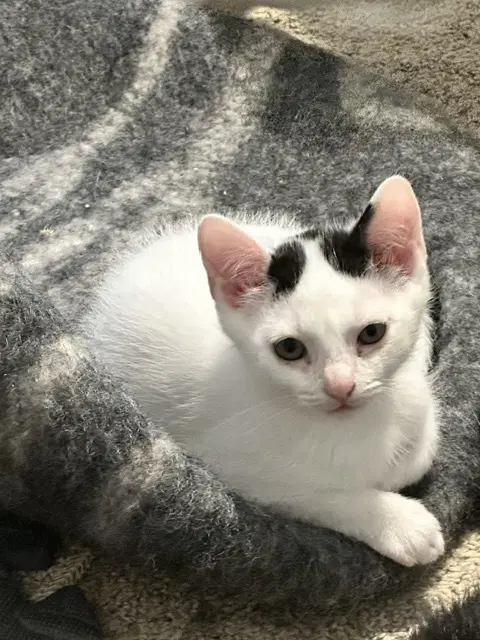Gustave - American Shorthair