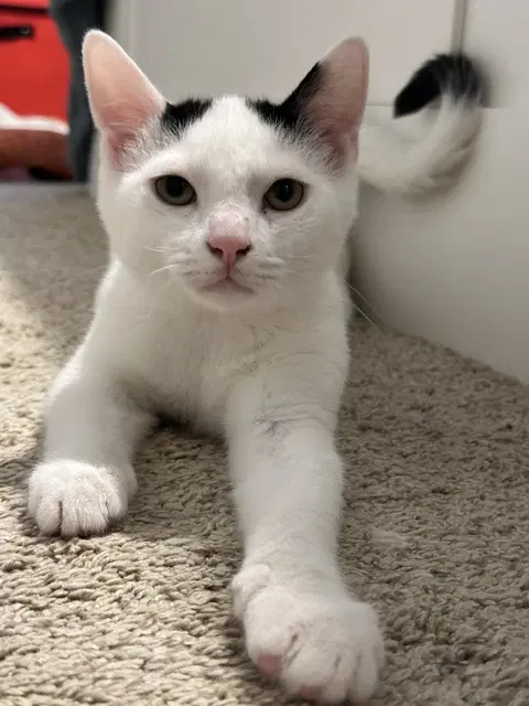 Gustave - Domestic Short Hair