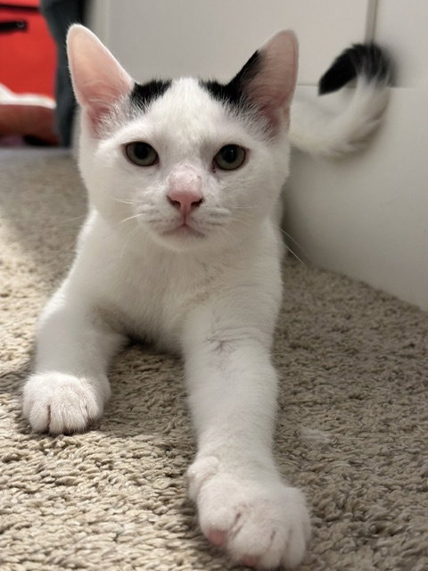 Gustave, a cat for adoption from LOVEPAWS