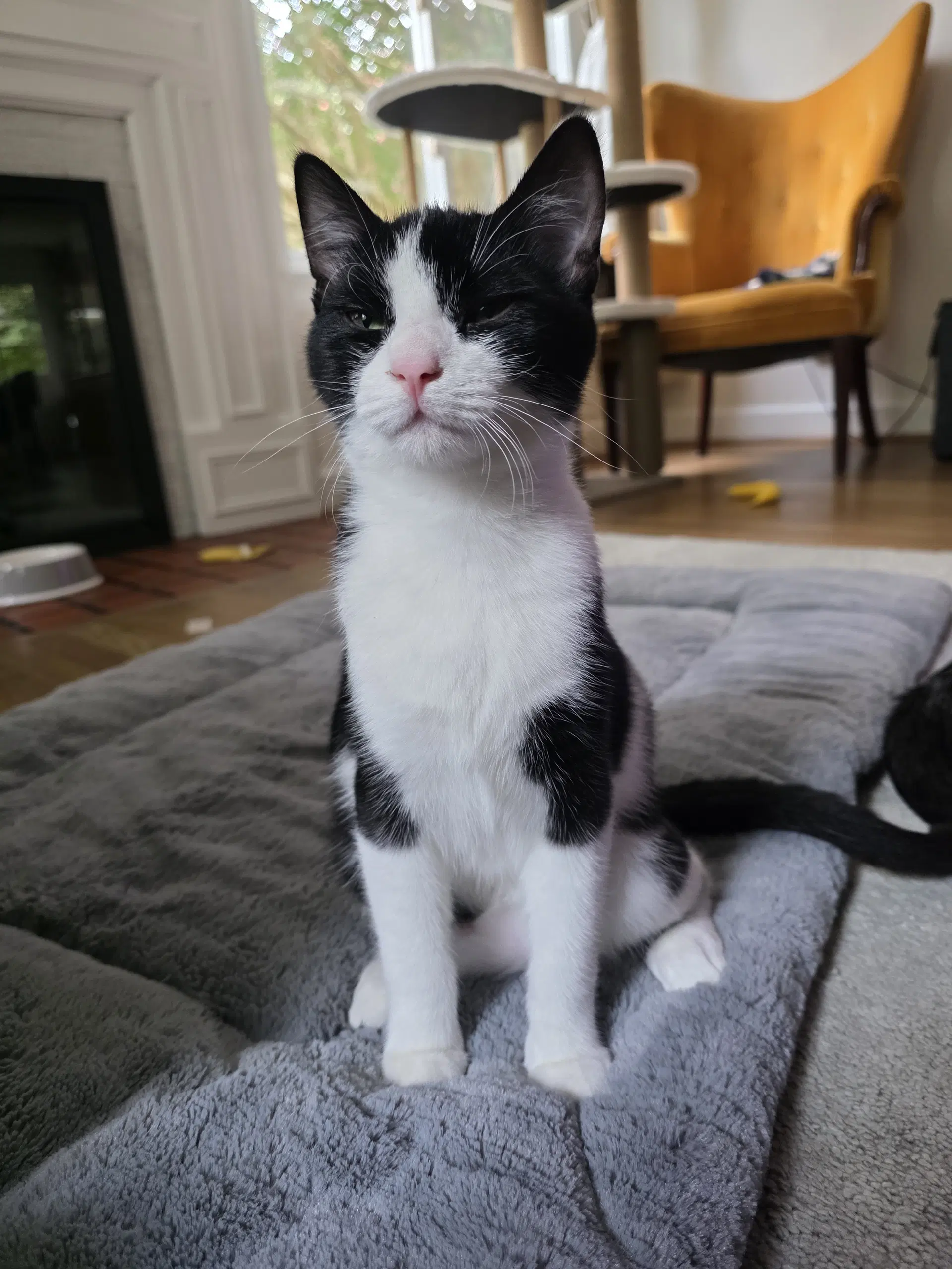 Hewey - Domestic Short Hair