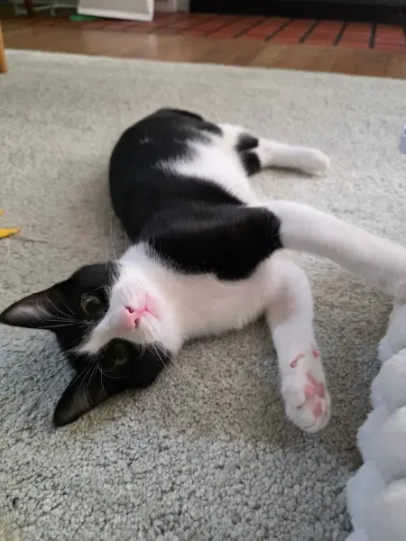 Hewey - Domestic Short Hair