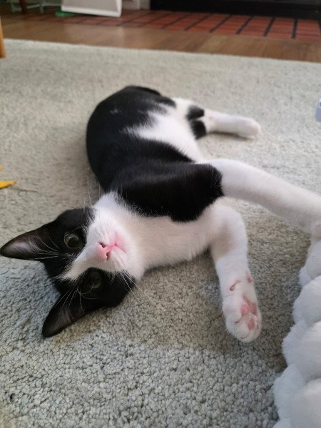 Hewey, a cat for adoption from LOVEPAWS