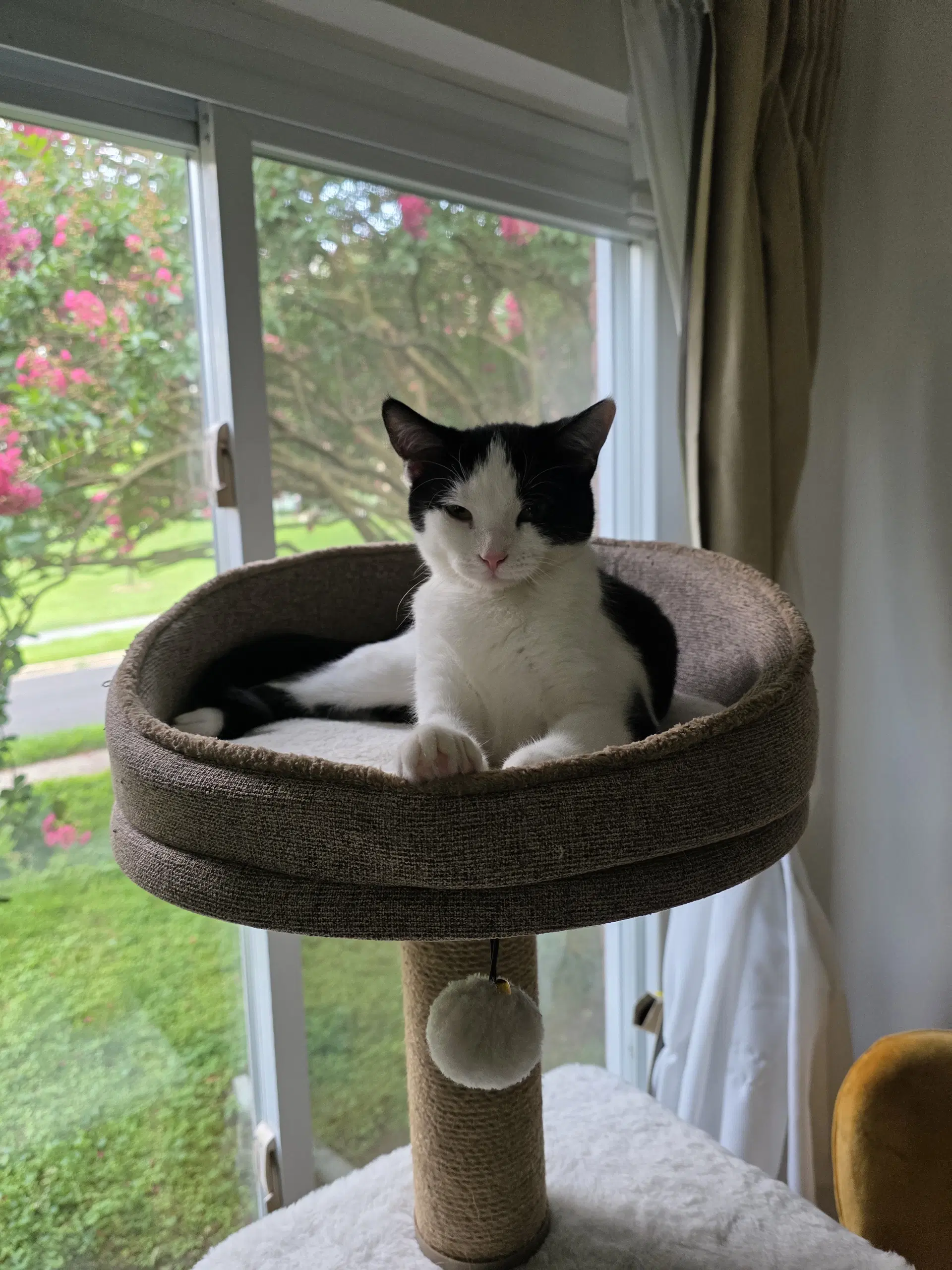 Lewey - Domestic Short Hair