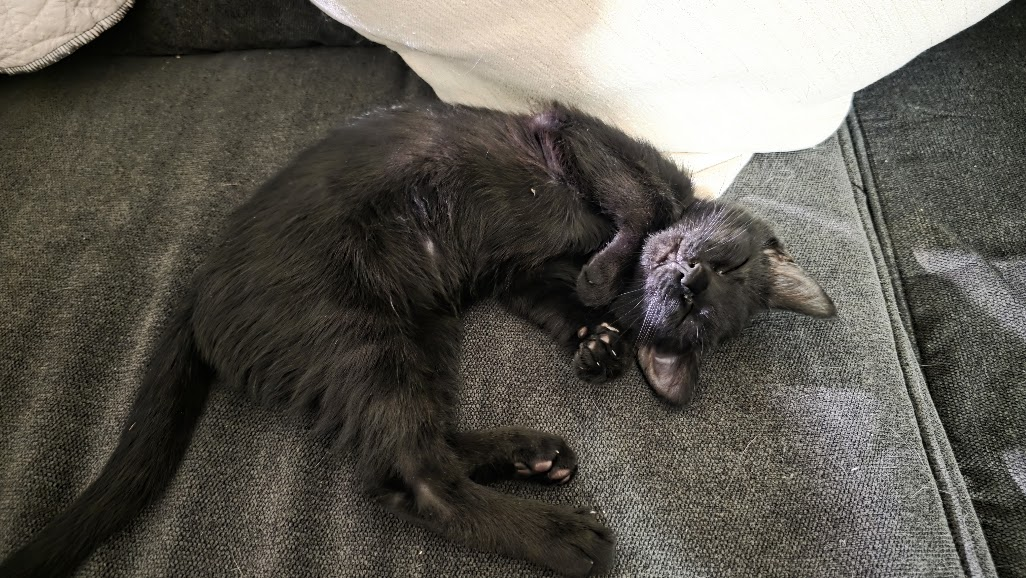 Oberon, cat
