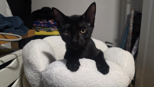 Oberon, a cat for adoption from LOVEPAWS