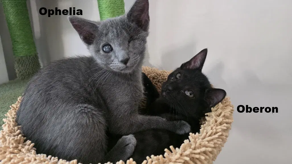 Ophelia - Domestic Short Hair