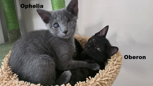 Ophelia, a cat for adoption from LOVEPAWS