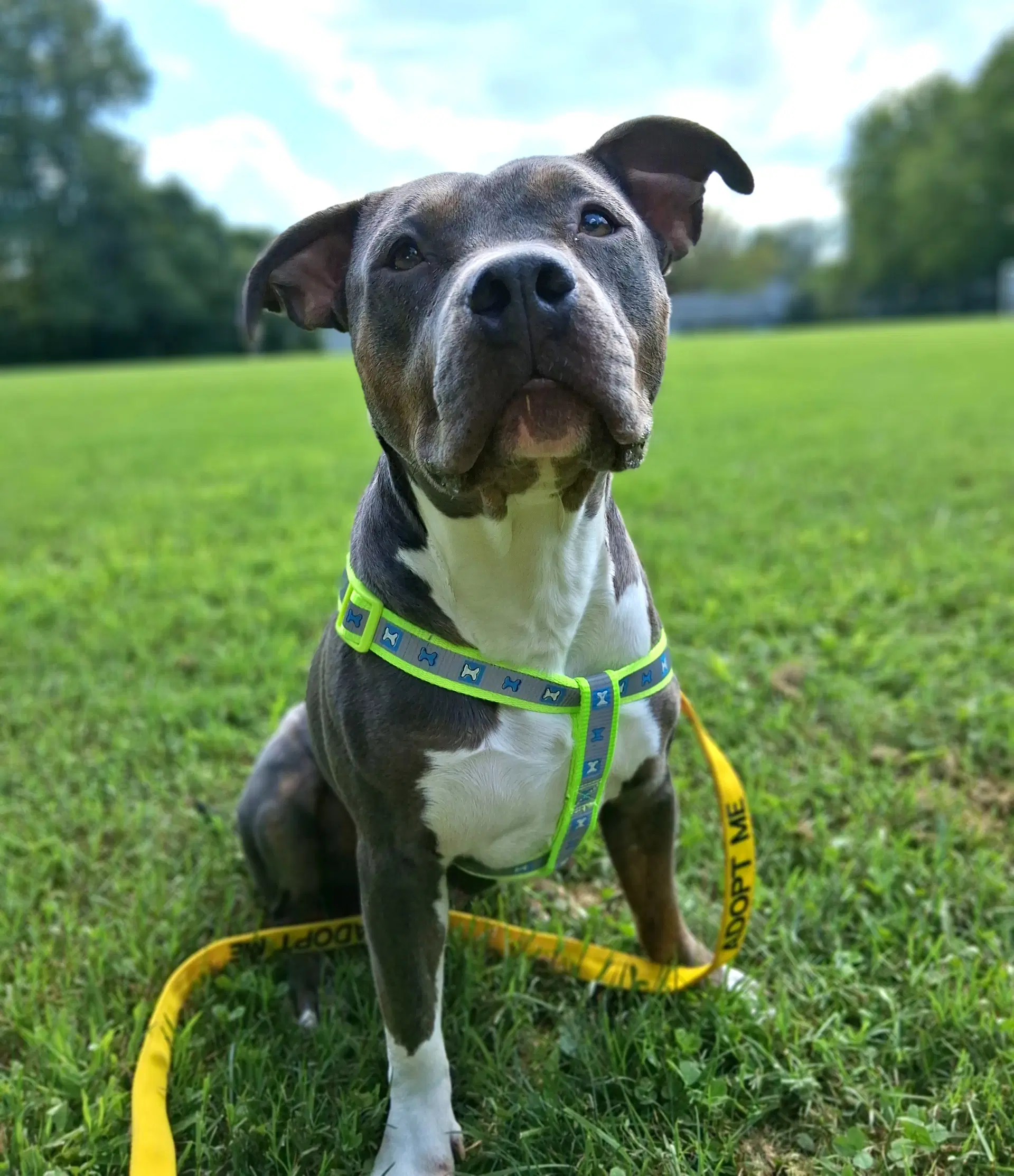Maizie Fka Fortune - Pit Bull Terrier