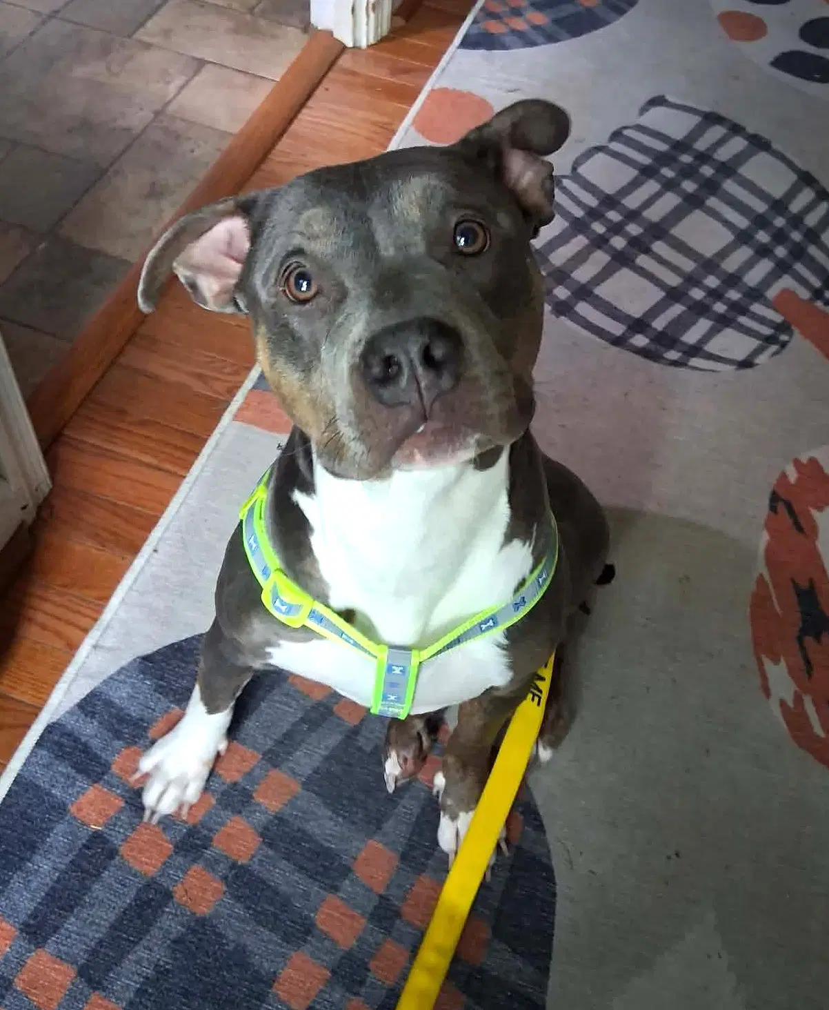 Maizie Fka Fortune - Pit Bull Terrier