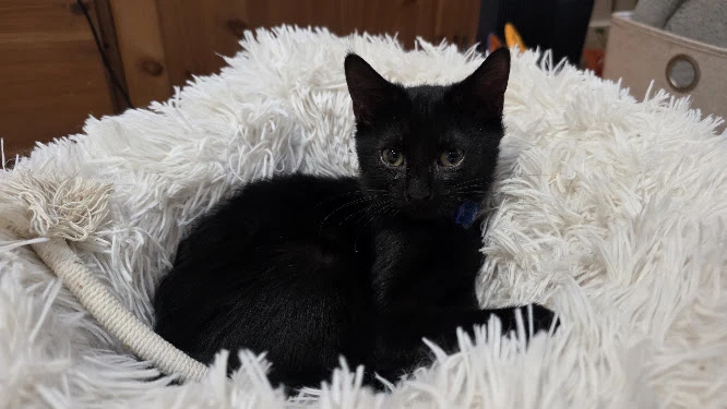 Berlioz