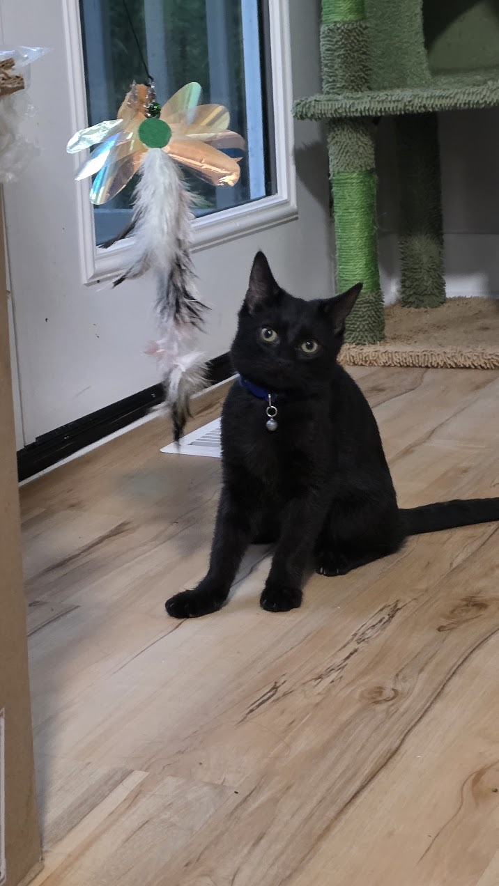 Berlioz, Domestic Short Hair