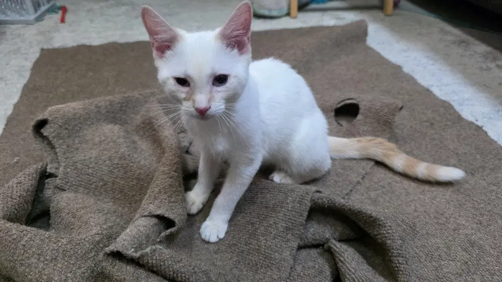 Maurice - Domestic Short Hair