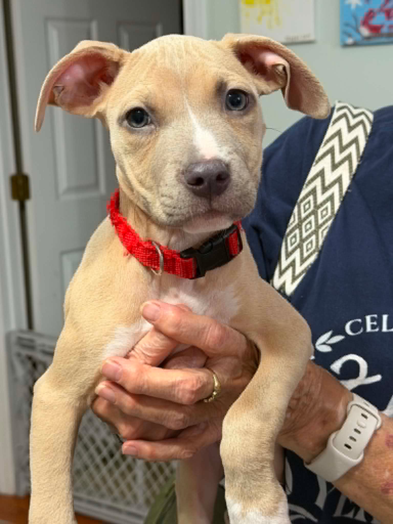 Bonnie Puppy image 1